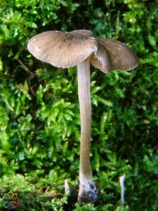 Geaderde hertenzwam Pluteus phlebophorus (2).jpg_product_product_product